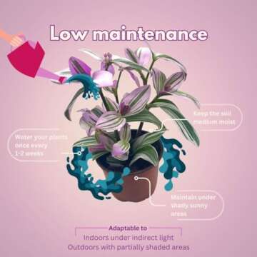 BubbleBlooms Pink Tradescantia Nanouk, in a 4 inch Pot Pink Variegated Wandering Dude