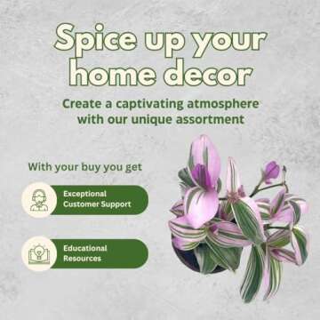 BubbleBlooms Pink Tradescantia Nanouk, in a 4 inch Pot Pink Variegated Wandering Dude