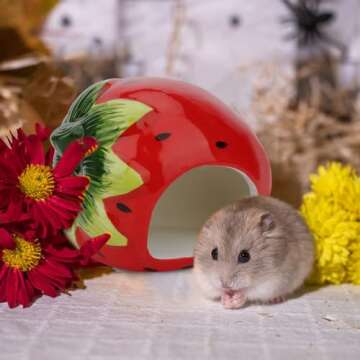 Hypeety Dwarf Hamster Hideout Adorable Cartoon Shape Hamster House Chinchilla Mini Hut Small Animal Ceramic Hideout Cave (Strawberry)