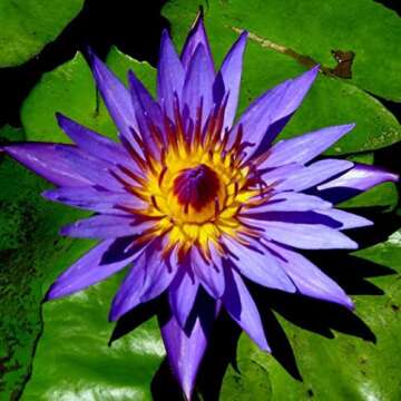 Director George T. Moore Live Annual Water Lily - Perfect Pond Plant!