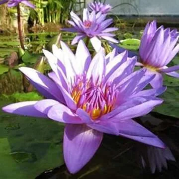 Stunning Director George T. Moore Water Lily for Ponds
