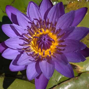 Stunning Director George T. Moore Water Lily for Ponds