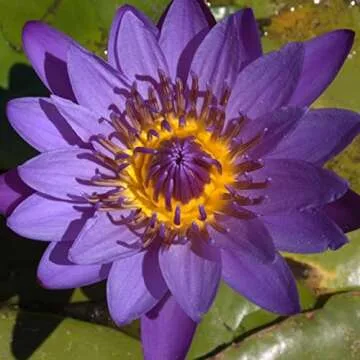 Stunning Director George T. Moore Water Lily for Ponds