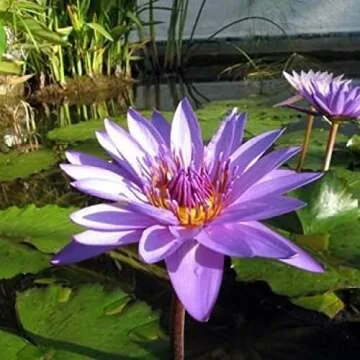 Stunning Director George T. Moore Water Lily for Ponds