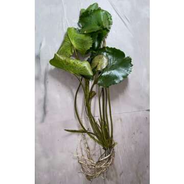 Stunning Director George T. Moore Water Lily for Ponds