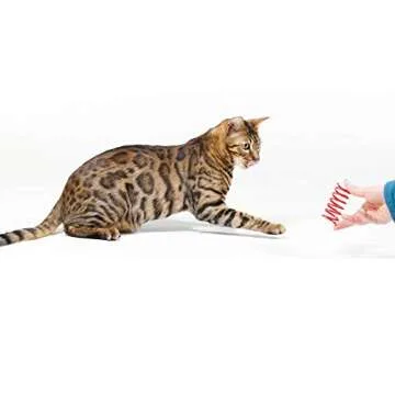 Tamu style Cat Spring Toys (15 Pack), Plastic Coils for Indoor Active Healthy Play, Colorful 2 Inch Spirals