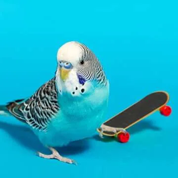 BWOGUE 12PCS Bird Training Toys Parrot Intelligence Toy Mini Sneaker Skateboard Parrot Wooden Block Puzzles Toy Bird Basketball Toy Stacking Rings for Budgie Parakeet Cockatiel Conure Lovebird