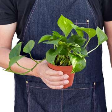 House Plant Shop | Pothos 'Golden' - 4" Pot |Live Indoor Plant | Easy to Care | Natural Décor Plant | Great Gifts| Free Care Guide