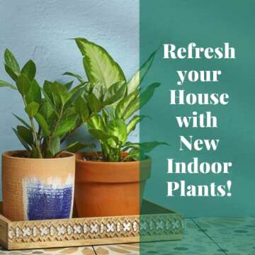 House Plant Shop | Pothos 'Golden' - 4" Pot |Live Indoor Plant | Easy to Care | Natural Décor Plant | Great Gifts| Free Care Guide