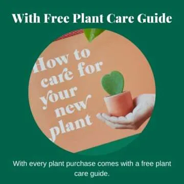 House Plant Shop | Pothos 'Golden' - 4" Pot |Live Indoor Plant | Easy to Care | Natural Décor Plant | Great Gifts| Free Care Guide