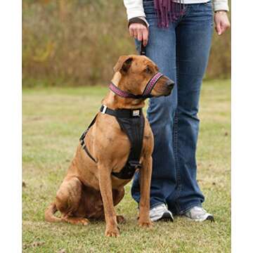 Kurgo Snout About Dog Head Halter | Headcollar for Dogs with 12 to 19 inch Neck| No Pull Dog Training Collar | Gentle Control while Walking | Reflective Trim, Raspberry Purple, Medium