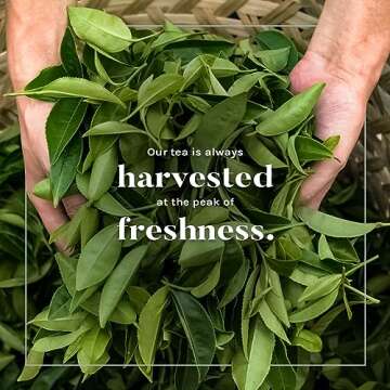 Uncle Lee’s Organic White Tea - Premium Tea for Everyday Wellness, Low Caffeine, Antioxidant-Rich White Tea Bags, Individually Wrapped, 100 Count