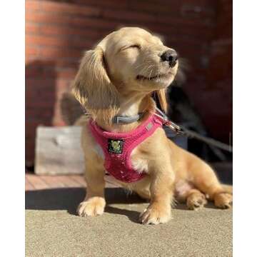EcoBark Pink XXXS Dog Harness for Mini Breeds