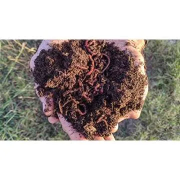 BROTHERS WORM FARM - 100 Count Red Wiggler Compost Worm Blend. Worms for Composting and Making Worm Castings at Home. Best Worm Species for Worm Composters, Gardens, and Worm Bins.