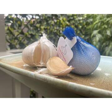 Organic Seeds: Elephant Garlic 2 Huge bulbs Fresh for Planting Eating and Cooking, Non GMO from bran...