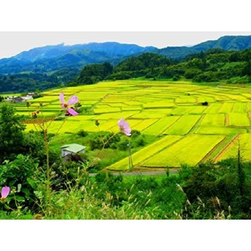 Shinmei Toyama Koshihikari Rice for Perfect Sushi