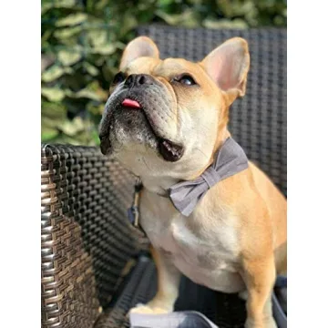 Stylish Lionet Paws Dog Collar with Bowtie for Small Pets