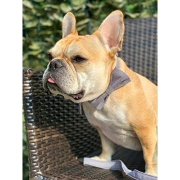 Stylish Lionet Paws Dog Collar with Bowtie for Small Pets