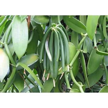 Bakto Flavors Pure Vanilla Extract Natural Flavoring