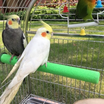 Kintor Natural Sand Bird Perch for Optimal Foot Health