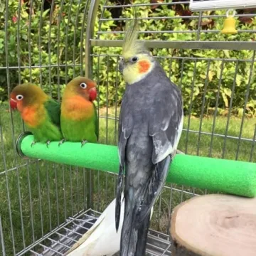 Kintor Natural Sand Bird Perch for Optimal Foot Health