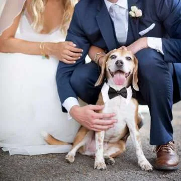 Segarty Black Bow Tie Dog Collar, Cute Tux Dog Bowtie with Handcrafted Adjustable White Collar Formal Pet Cats Puppies Necktie for Small Medium Boy Dog Wedding Birthday Gift