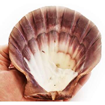 Set of 4 Large Lions Paw Scallops 5-6" Seashell for Baking Smudging Crafts Beach Decor