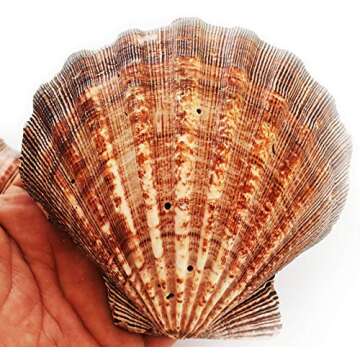 Set of 4 Large Lions Paw Scallops 5-6" Seashell for Baking Smudging Crafts Beach Decor