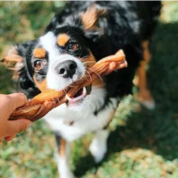 Nature Gnaws Extra Large Braided Bully Sticks for Dogs - Premium Natural Beef Dental Bones - Thick Long Lasting Dog Chew Treats for Aggressive Chewers - Rawhide Free
