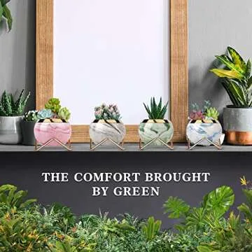 EZEJIAO Cute Ceramic Succulent Pots, Unique Garden Pots with Drainage and Saucer, Modern Cactus Pots...