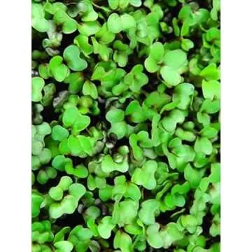 Purple Vienna Kohlrabi Seeds: 1 Lb - Non-GMO Vegetable Garden & Micro Greens Growing Seed