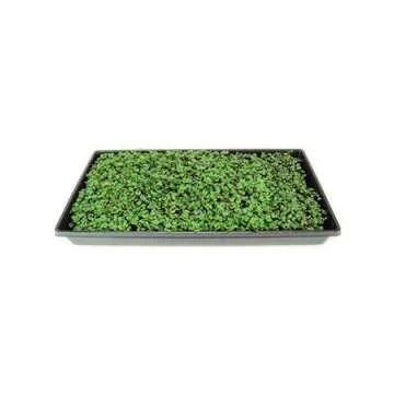 Purple Vienna Kohlrabi Seeds: 1 Lb - Non-GMO Vegetable Garden & Micro Greens Growing Seed