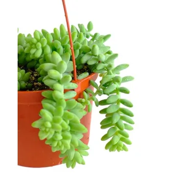 Shop Succulents Burrito Sedum Indoor Outdoor Hanging Plant