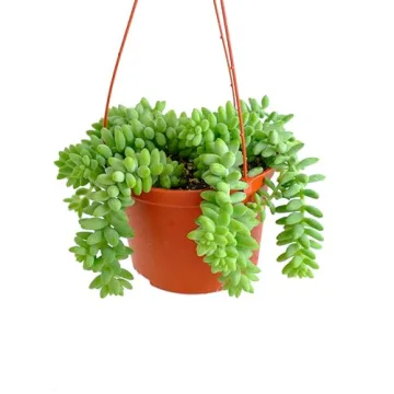 Shop Succulents Burrito Sedum Indoor Outdoor Hanging Plant