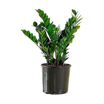 ZZ Plant - Perfect Addition to Your Home Decor