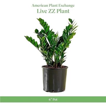ZZ Plant - Perfect Addition to Your Home Decor