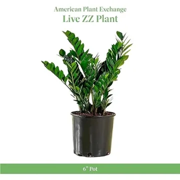 ZZ Plant - Perfect Addition to Your Home Decor