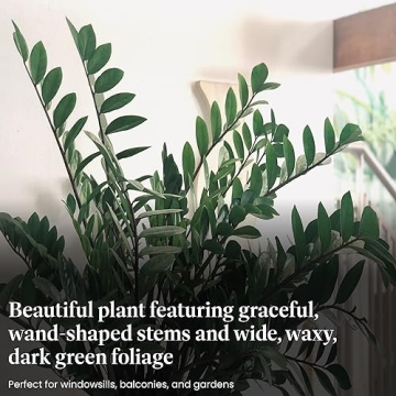 ZZ Plant - Perfect Addition to Your Home Decor