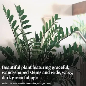 ZZ Plant - Perfect Addition to Your Home Decor