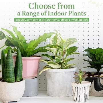 ZZ Plant - Perfect Addition to Your Home Decor