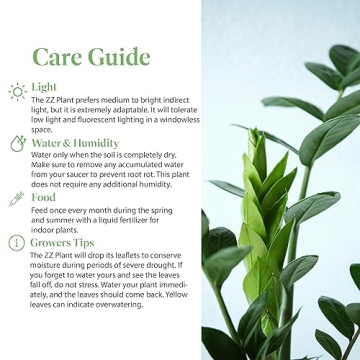 ZZ Plant - Perfect Addition to Your Home Decor