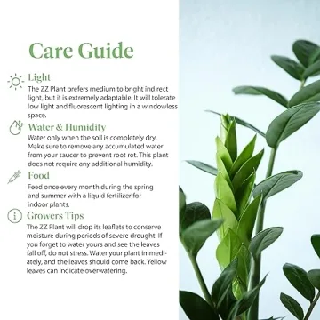 ZZ Plant - Perfect Addition to Your Home Decor