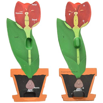 Learning Resources Foam Tulip Model for Kids Ages 7+