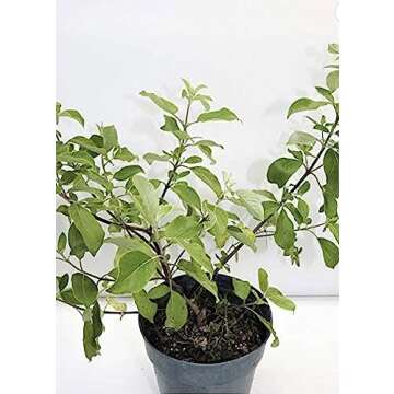 vencedor Full Plant with Root