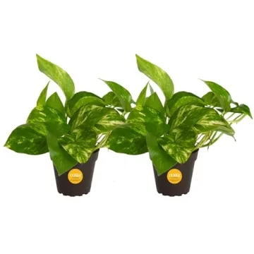 Costa Farms Pothos Live Plants (2-Pack) - Easy Care Indoor Vining Plants for Air Purification