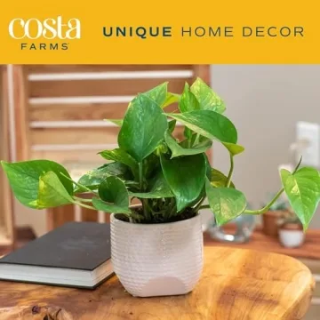 Easy Care Costa Farms Pothos 2-Pack for Home Decor