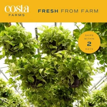Easy Care Costa Farms Pothos 2-Pack for Home Decor