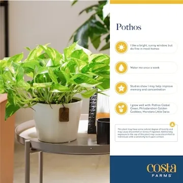 Easy Care Costa Farms Pothos 2-Pack for Home Decor