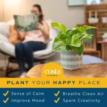 Easy Care Costa Farms Pothos 2-Pack for Home Decor