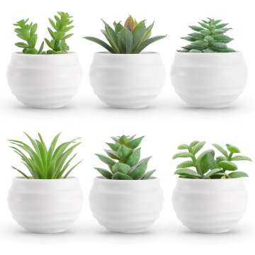 🌿 Der Rose Set of 6 Mini Succulent Plants for Aesthetic Decor